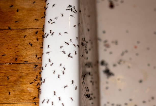 Best Emergency Pest Control  in Orient, NY