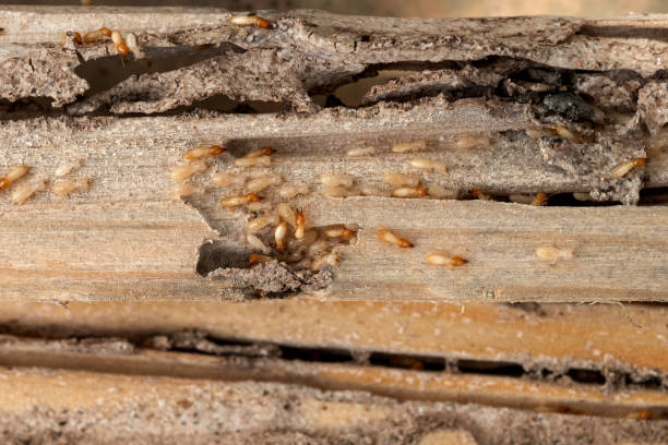 Best Local Pest Control Services  in Orient, NY